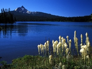 Oregon, Mountains, lake, VEGETATION