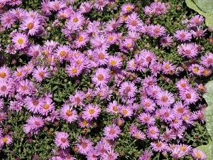 ornamental, Flowers, Aster amellus