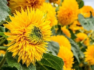 Ornate Sunflowers, flakes, Yellow