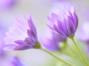 Flowers, Osteospermum, purple