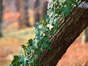 overgrown, viewes, cork, ivy, trees