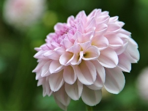 Dalia, pale pink