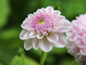 Dalia, pale pink