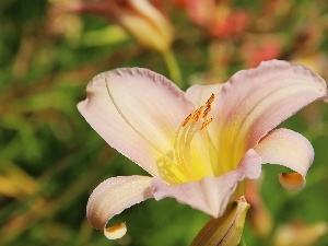lily, Pale pink