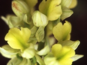 pale orchid