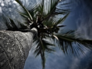 Palm, clouds