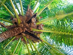 Palm, coconuts