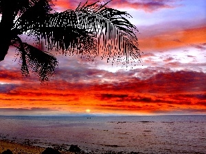 Palm, Great Sunsets, sea