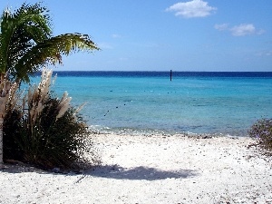 water, Palm, Beaches