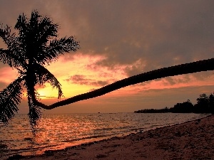 Palm, sea, west, sun