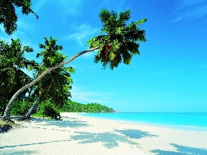 Beaches, Palms, sea