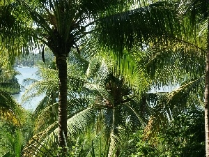 Palms, beatyfull