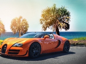 Palms, Bugatti