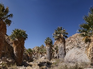 Palms, Desert