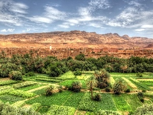 Palms, crops, Mountains, Town