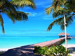 pier, Palms, sea