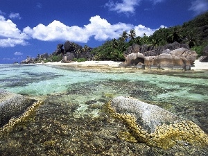 rocks, Palms, water