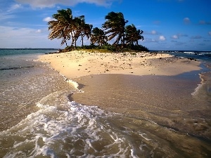 sea, Palms, Island