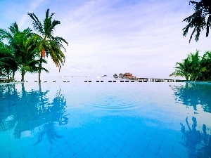 water, Palms, Pool