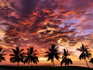 Palms, clouds, west, sun