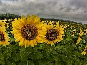panorama, clouds, Field, sunflowers