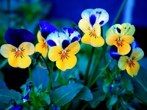 pansies