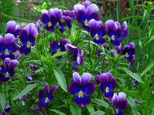 Blue, pansies, Flowers