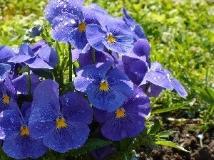 pansies, Blue