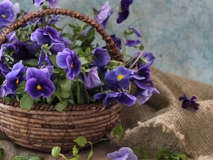 bouquet, pansies, basket