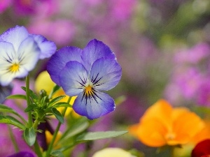 pansies, color