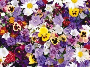 pansies, Flowers, different, color