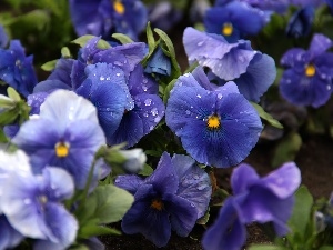 Flowers, pansies, Blue