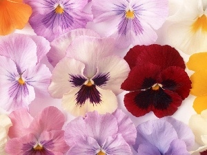 pansies, Flowers