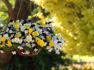 pansies, hanging