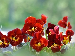 pansies, Orange