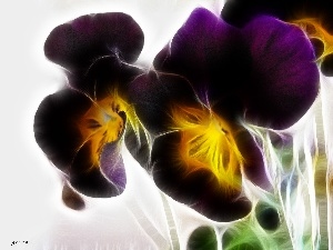 pansies, purple