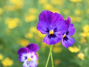 pansies, purple