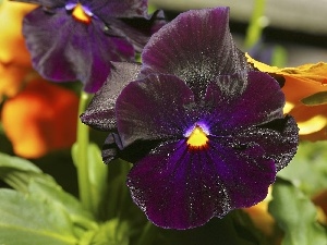 purple, pansies, dark