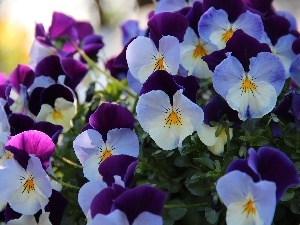 purple, pansies, White