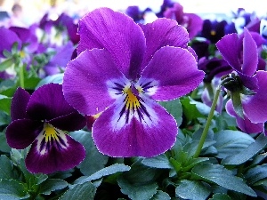 pansies, Purple
