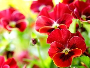 pansies, Red