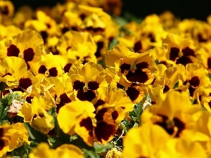 pansies, Yellow