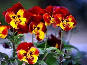 Yellow, pansies, maroon