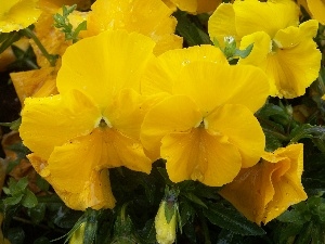 pansies, Yellow
