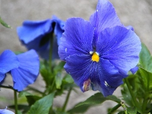 pansy, blue