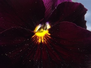 pansy, Close, Colourfull Flowers