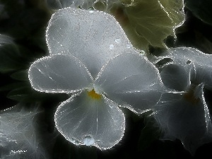 pansy, limpid