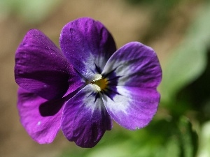 pansy, Violet