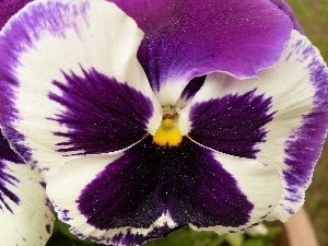 White, pansy, purple