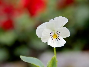 White, pansy, small